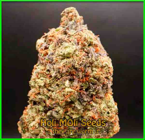 photo of Cherry AK (F1) autoflower marijuana bud