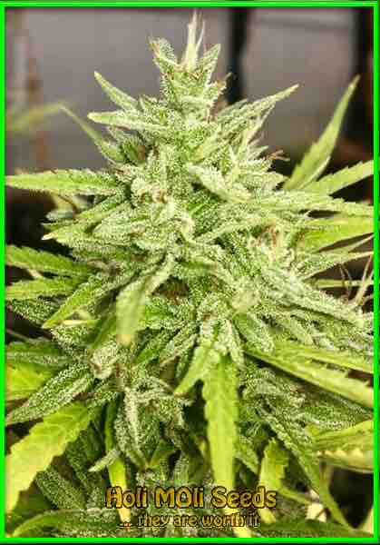 Crystal Candy cannabis strain photo