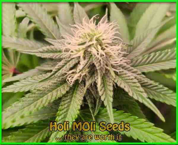 photo of gorilla original z autoflowering cannabis bud