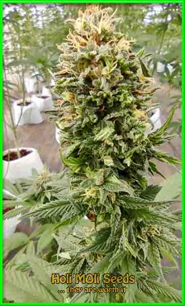 photo of Triple XL autoflower marijuana bud