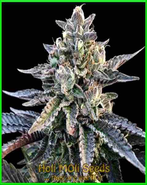 dante's inferno cannabis strain photo