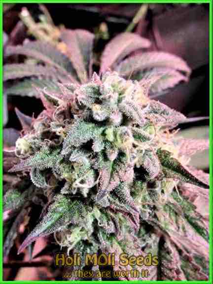 designer runtz cannabis strain photo