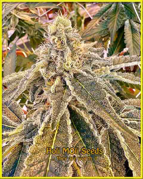 Dolato cannabis strain photo