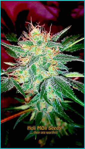 Durban Poison