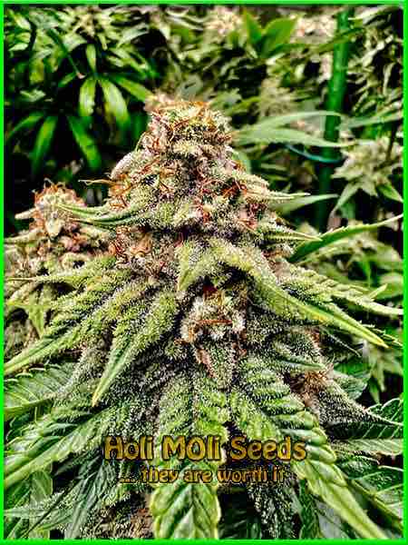 photo of Exodus Cheese feminized cannabis bud