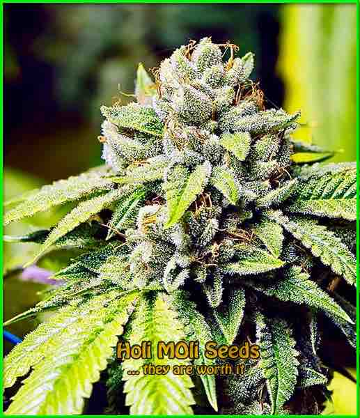 photo of fire-kush feminized cannabis bud