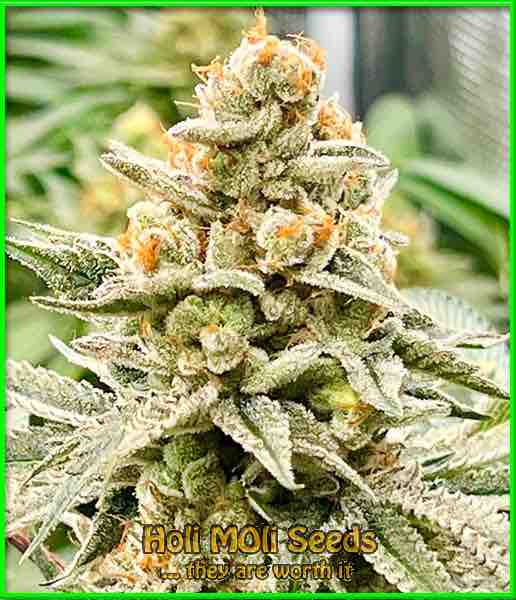 photo of florida-sunrise feminized cannabis bud