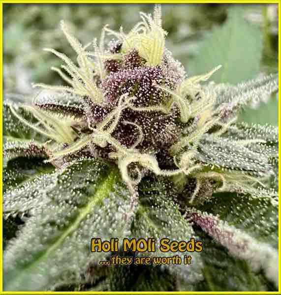 Forbidden Fruit cannabis strain photo