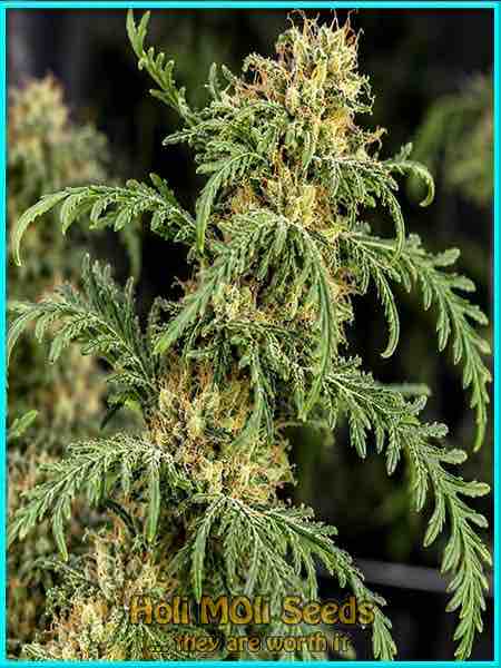 Freakshow cannabis strain photo