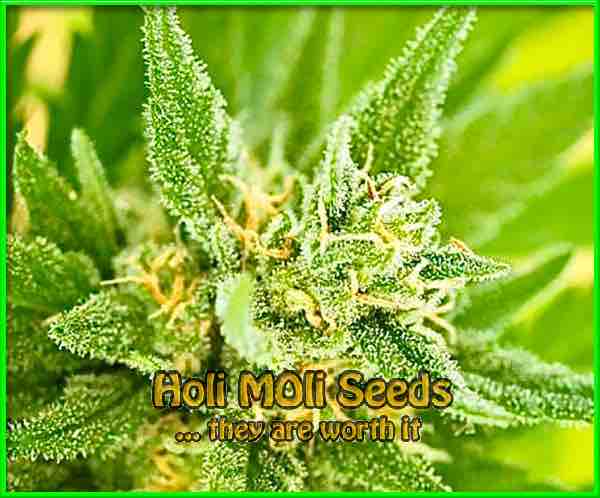 photo of Fruity Pebbles feminized cannabis bud