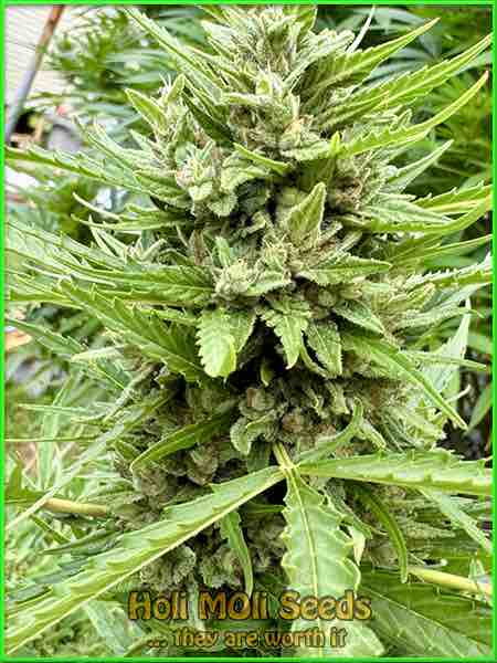 photo of future #1 feminized cannabis bud