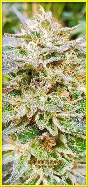 photo of gator-breath feminized cannabis bud