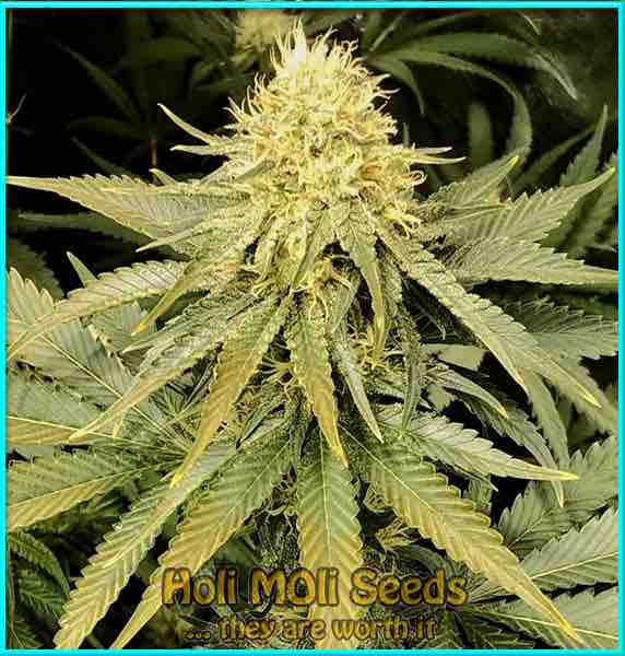 photo of ghost-train-haze feminized cannabis bud