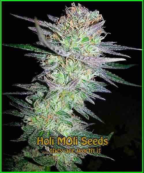 photo of Girl Scout Cookies  feminized cannabis bud