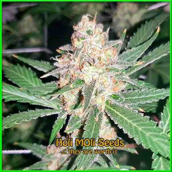 Godfather OG cannabis strain photo