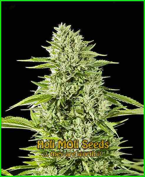 photo of gorilla-glue feminized cannabis bud