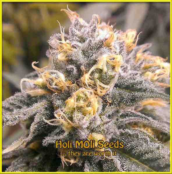 photo of Granddaddy Purple feminized cannabis bud