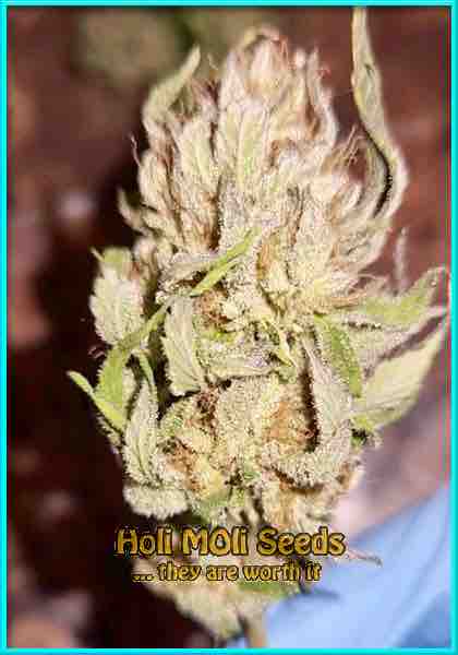 photo of Grapefruit feminized cannabis bud