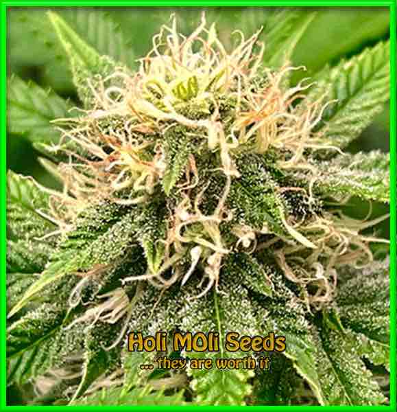 Gush Mints cannabis strain photo
