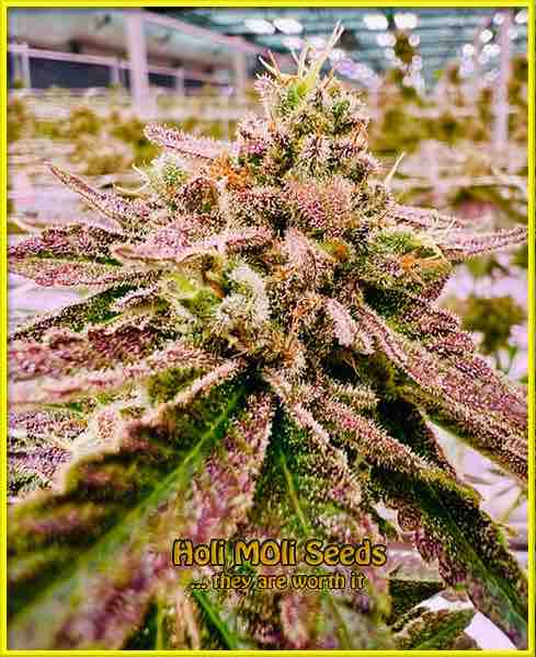 Gusher cannabis strain photo