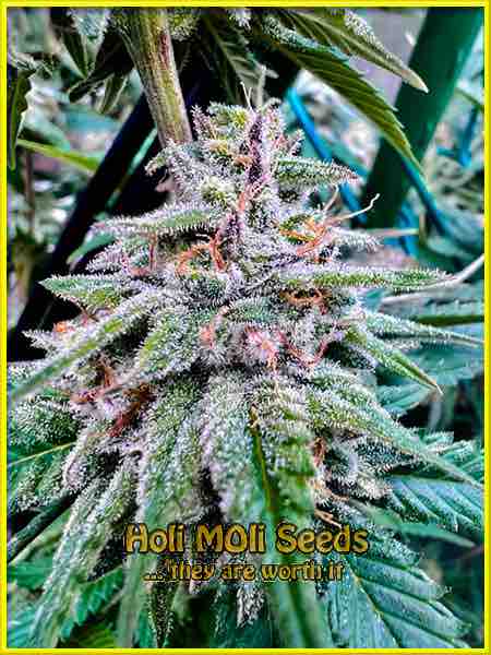 photo of hawaiian-purple-skunk feminized cannabis bud