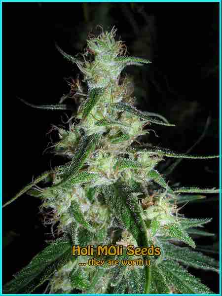 Hawaiian Snow cannabis strain photo