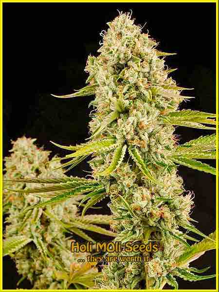 Hindu Kush cannabis strain photo