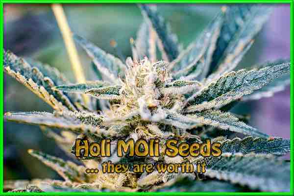 Humbolt cannabis strain photo