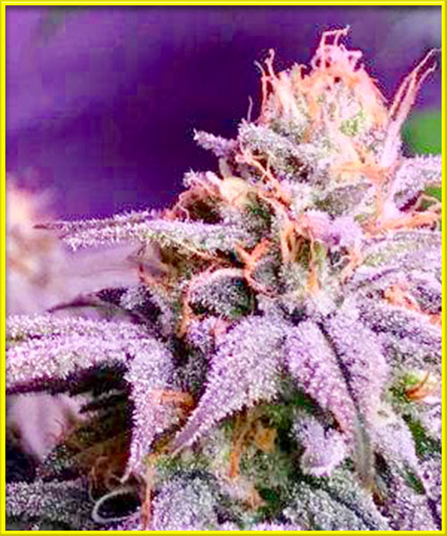 photo of ice-cream-cake feminized cannabis bud