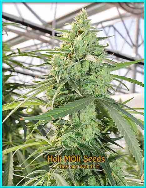 Jack Herer cannabis strain photo