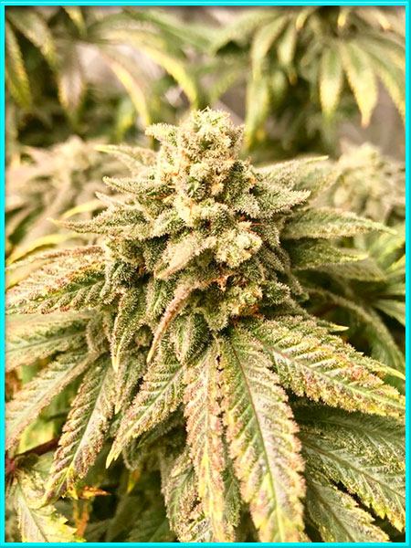 Jamaican cannabis strain photo