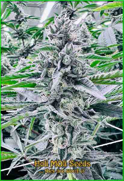 Kush Mints cannabis strain photo
