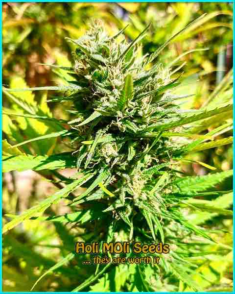 photo of kalimist feminized cannabis bud