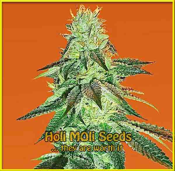 King Louis XIII OG cannabis strain photo