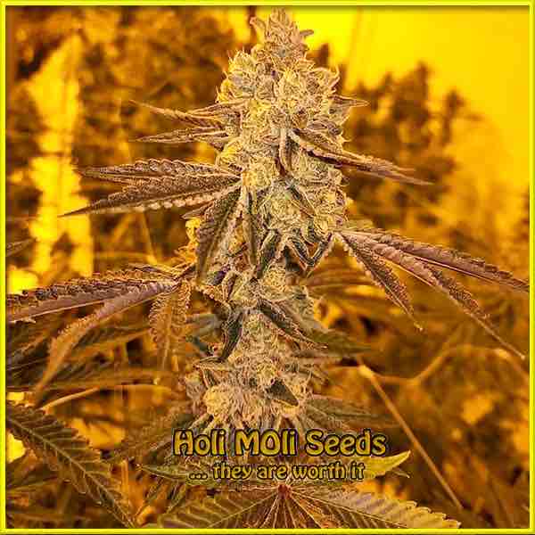 photo of kosher-kush feminized cannabis bud