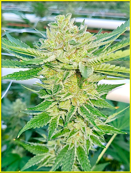 Kosher cannabis strain photo