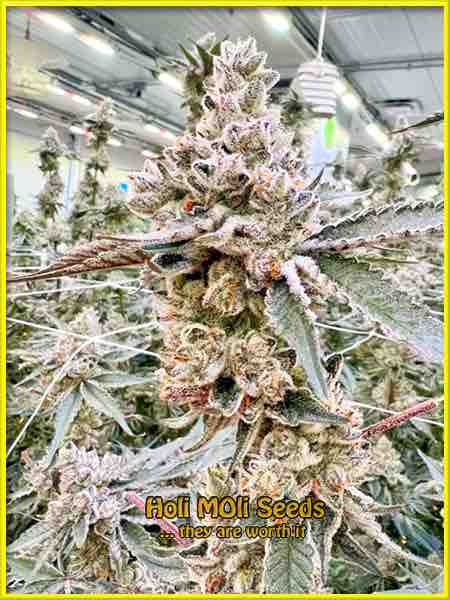 photo of la-confidential feminized cannabis bud