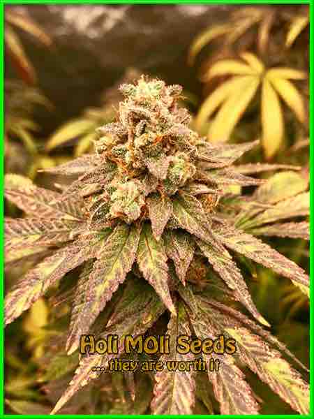 photo of Larry OG feminized cannabis bud