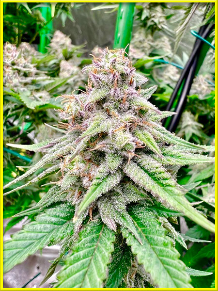 Lava Cake cannabis strain photo