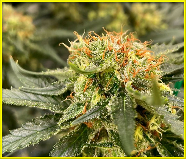 legend-og cannabis strain photo