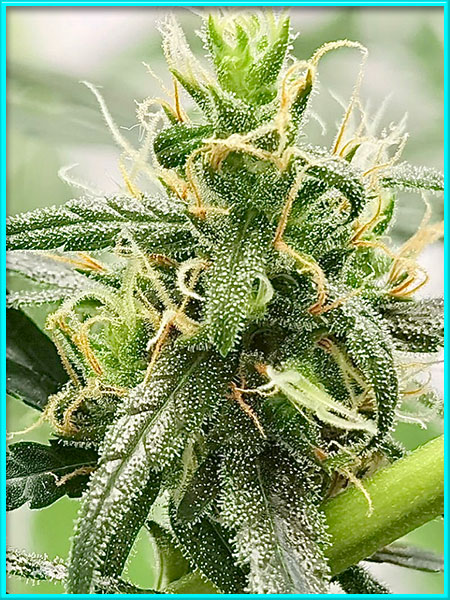 Lemon Diesel cannabis strain photo