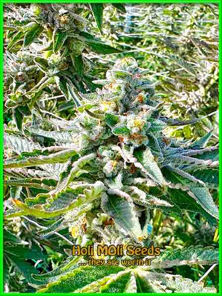 photo of lemon-kush feminized cannabis bud