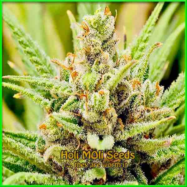 photo of Lemon OG feminized cannabis bud