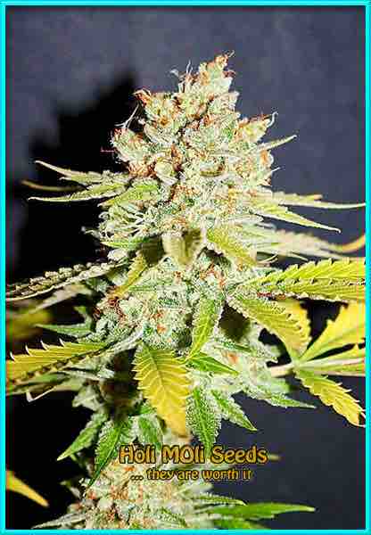 photo of lemon-pie feminized cannabis bud