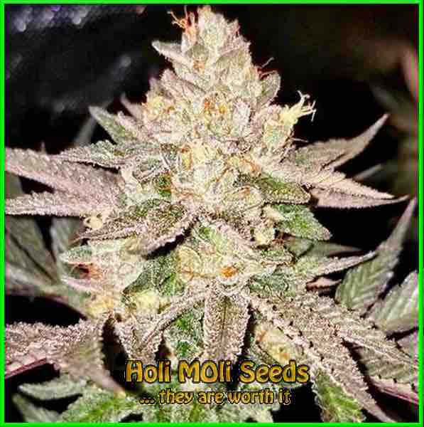 photo of Lemon skunk feminized cannabis bud