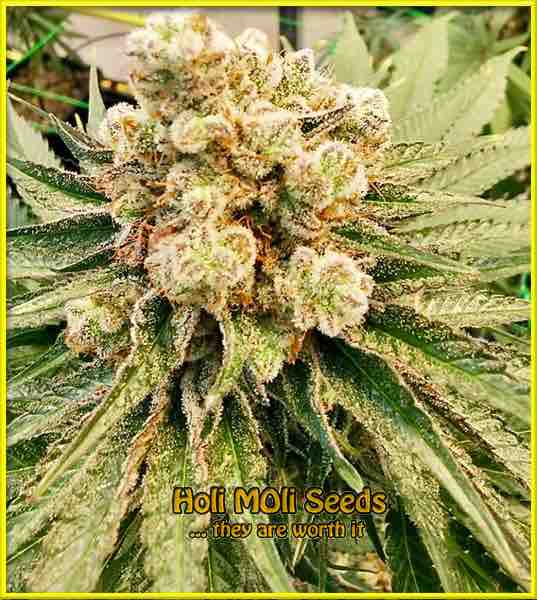 photo of mango-kush feminized cannabis bud
