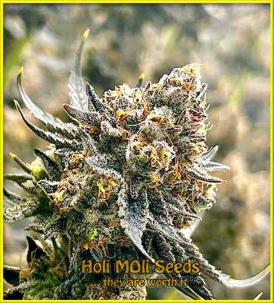 photo of Maple Leaf feminized cannabis bud