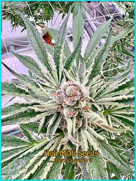 photo of maracuya feminized cannabis bud