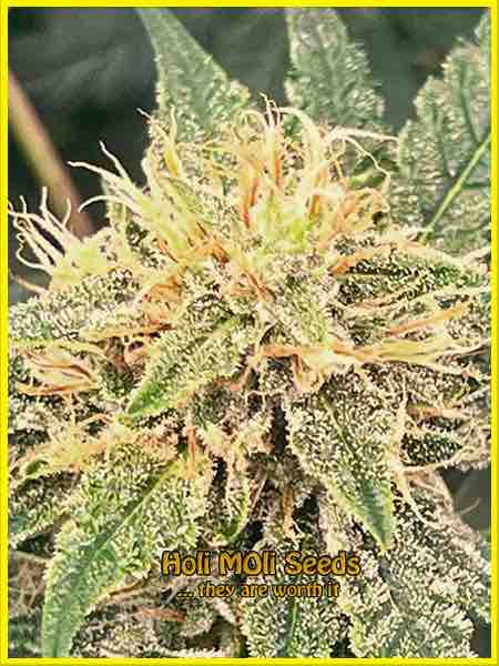 photo of Master Kush feminized cannabis bud