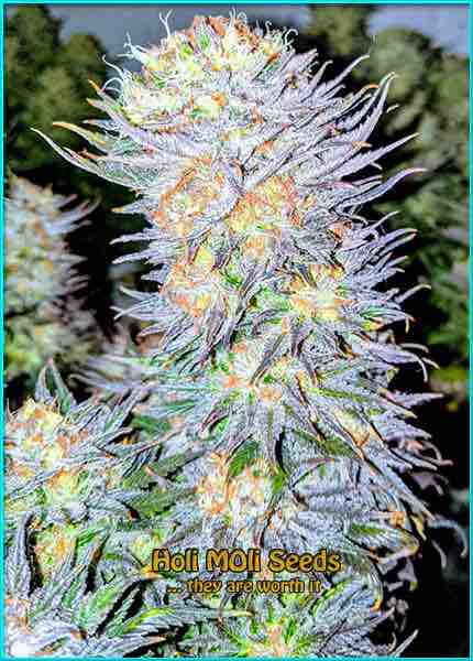 photo of matanuska-tundra feminized cannabis bud